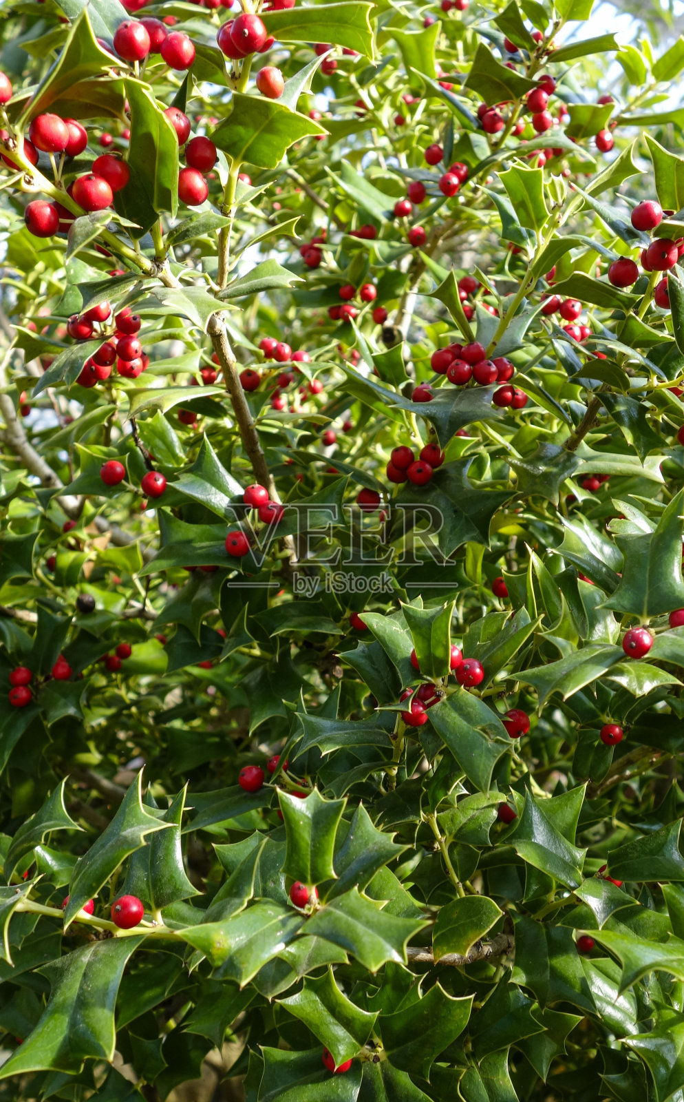 植物园慕尼黑照片摄影图片