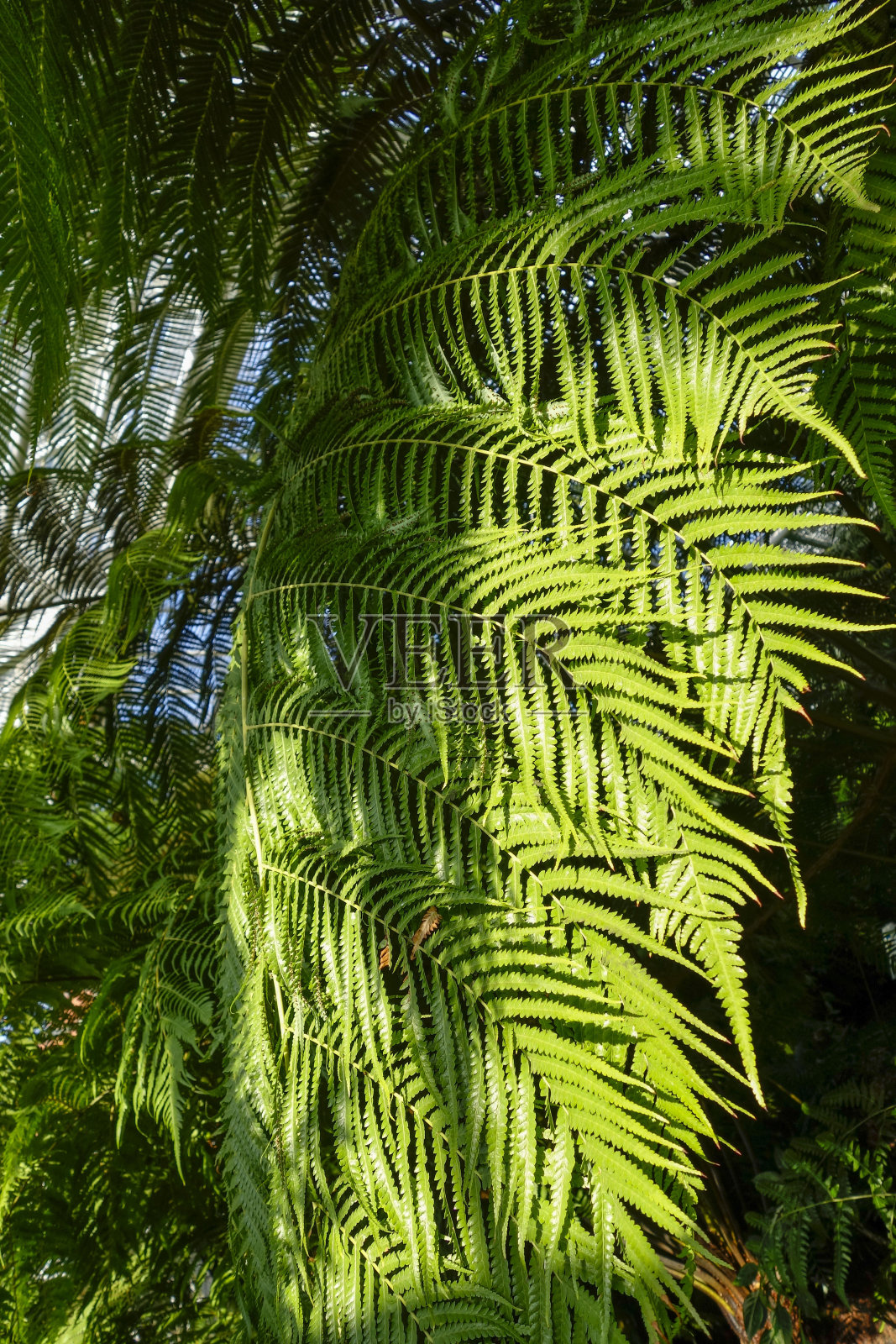 植物园慕尼黑照片摄影图片