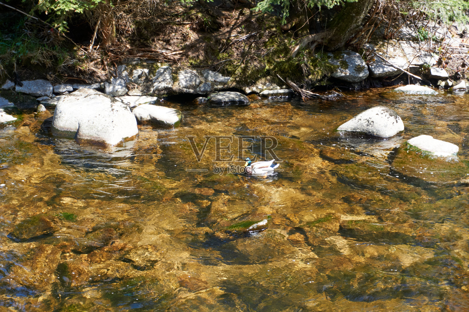 美丽的鸭子在小溪和石头照片摄影图片