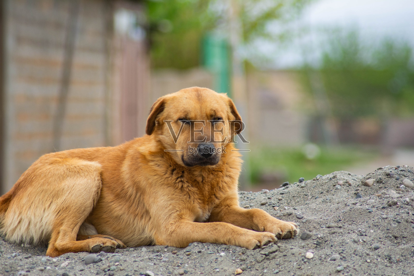 美丽的狗坐在沙滩上照片摄影图片