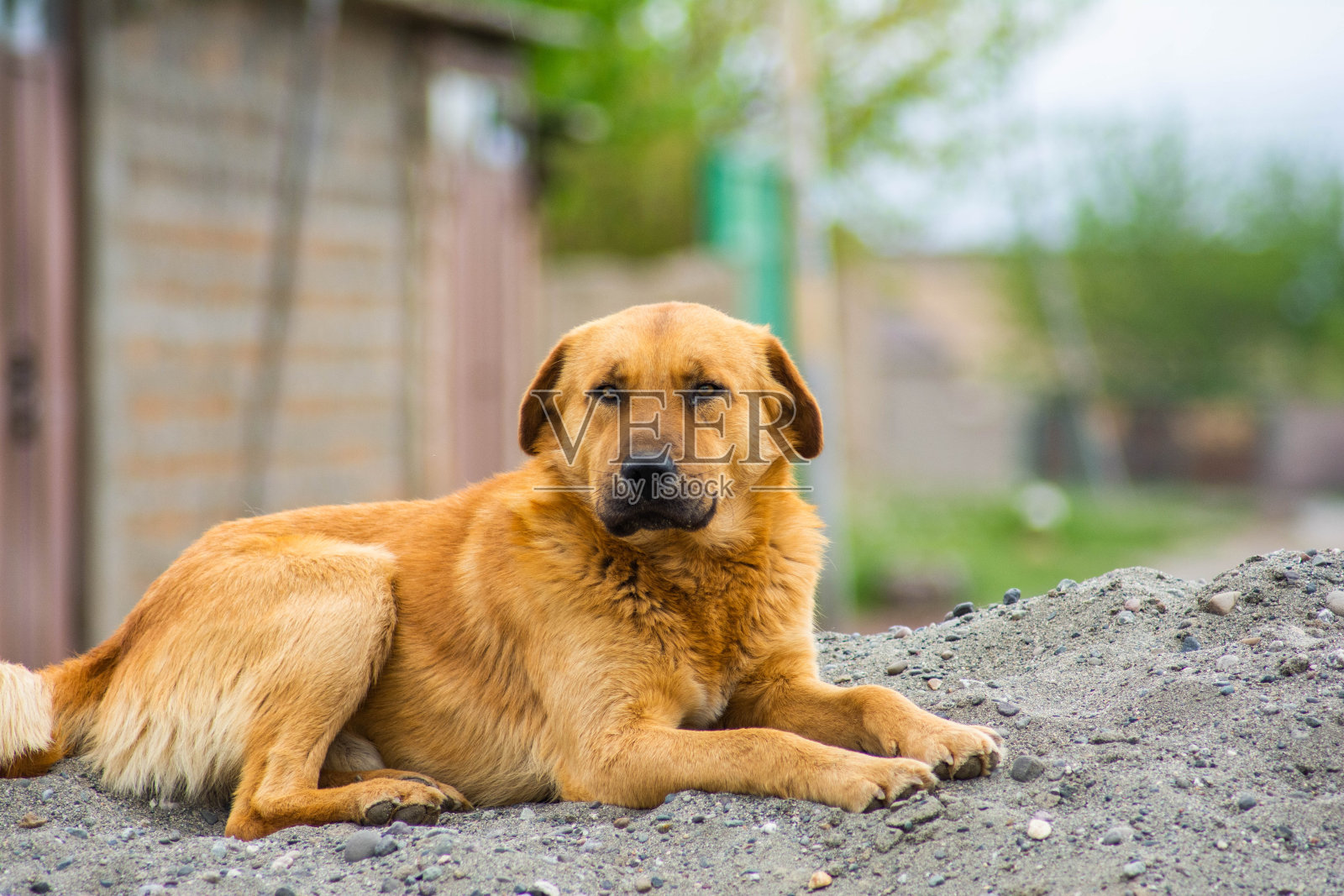美丽的狗坐在沙滩上照片摄影图片