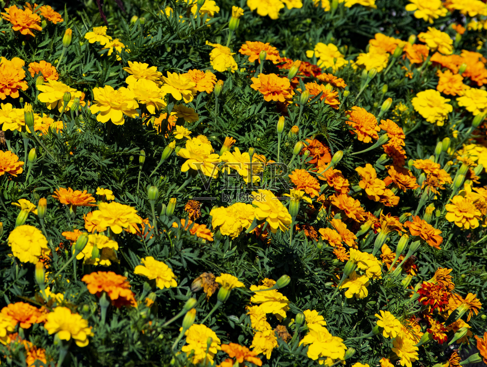 万寿菊鲜花(万寿菊)照片摄影图片