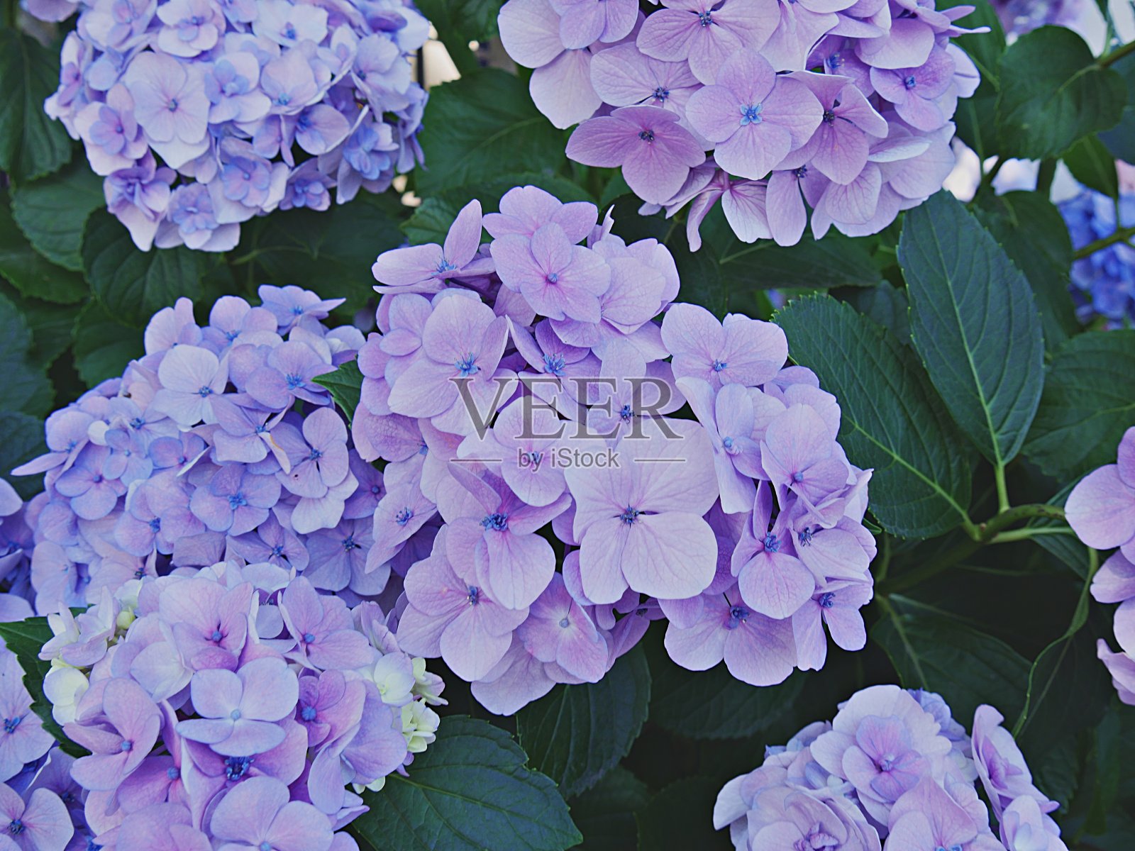 紫色大叶绣球花，也叫绣球花照片摄影图片