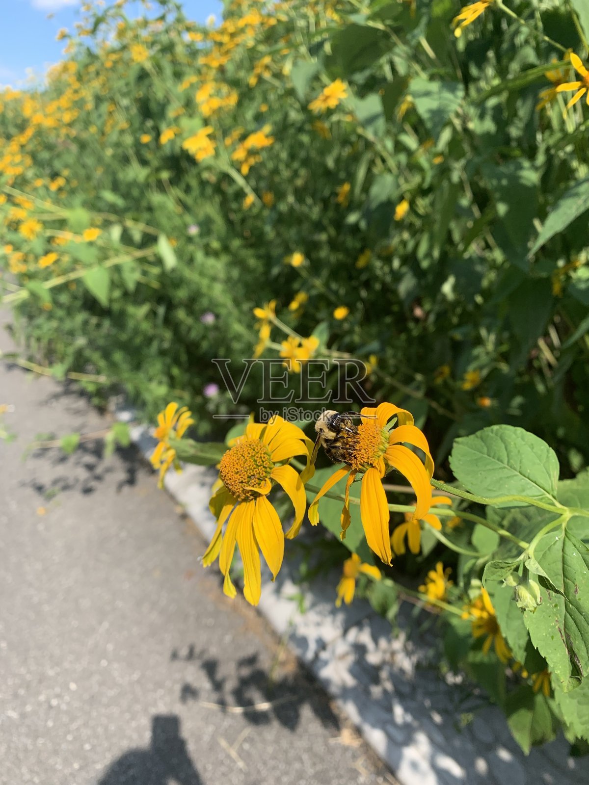 孤独的流浪者照片摄影图片