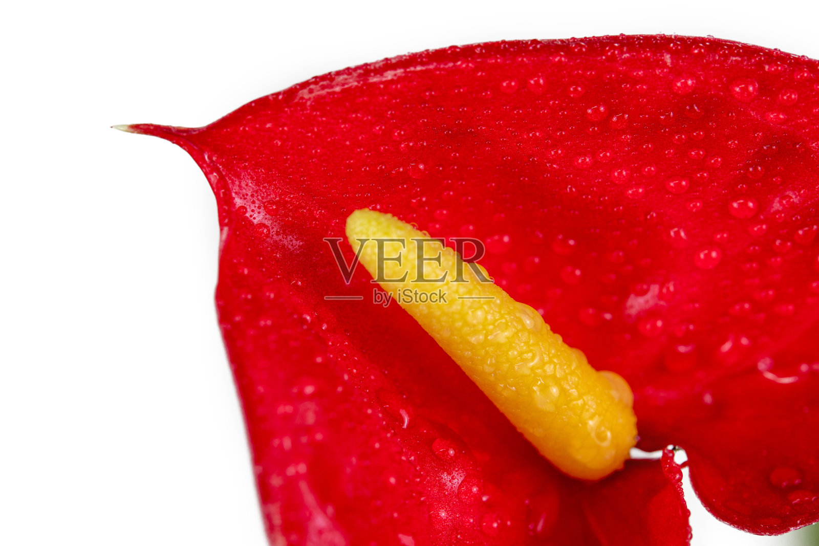 红掌花的宏照片摄影图片