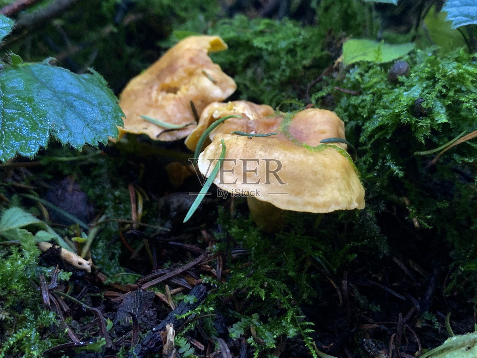 树林里的蘑菇照片摄影图片