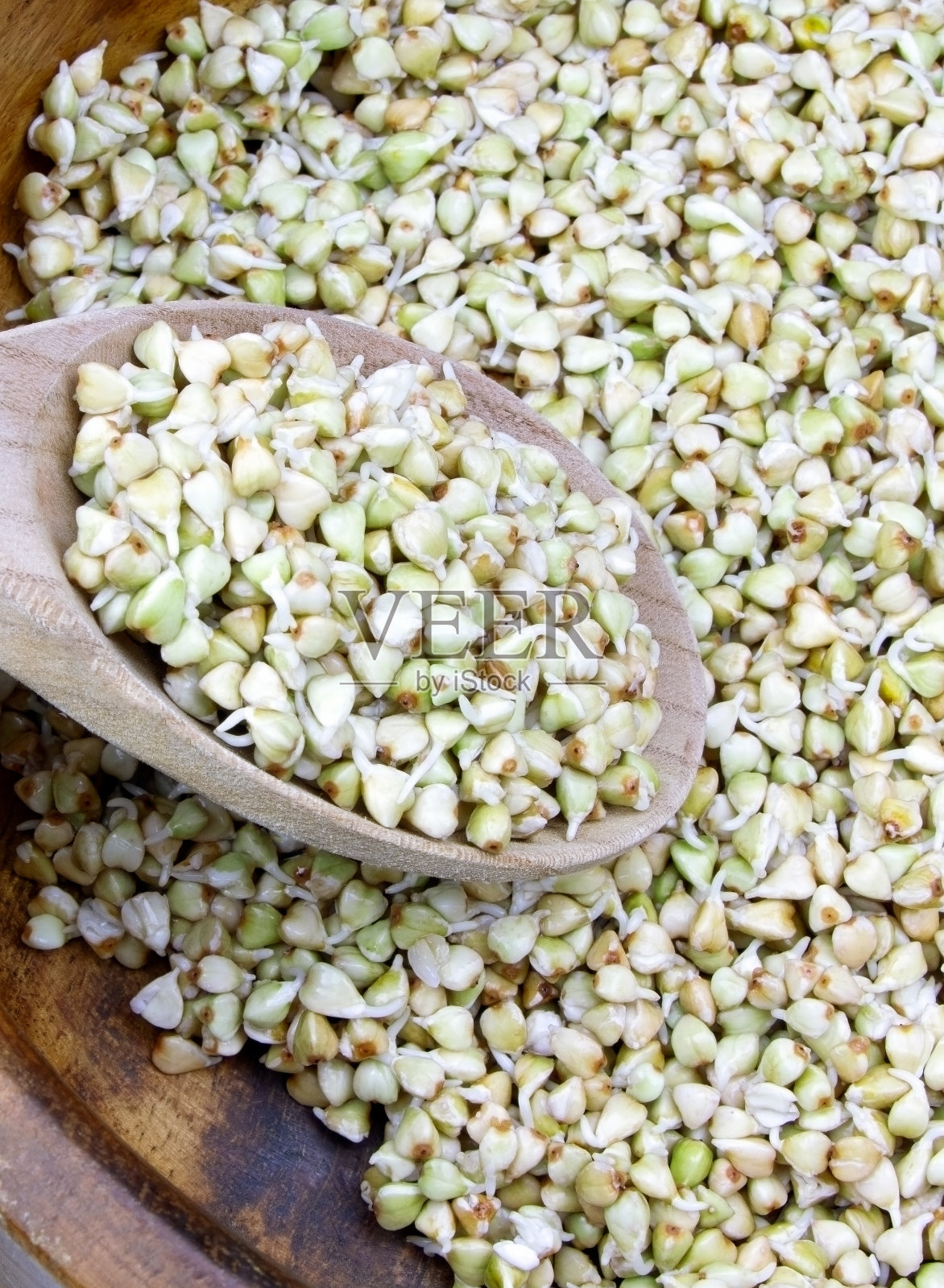 在木板上发芽的荞麦种子。健康的素食。素食。自然维生素。超级食物照片摄影图片