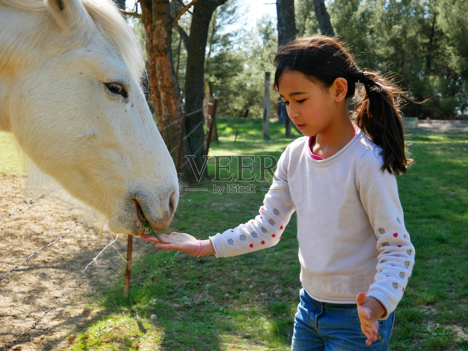 来自法国的年轻女孩在绿树旁的田野里喂一匹漂亮的白马照片摄影图片
