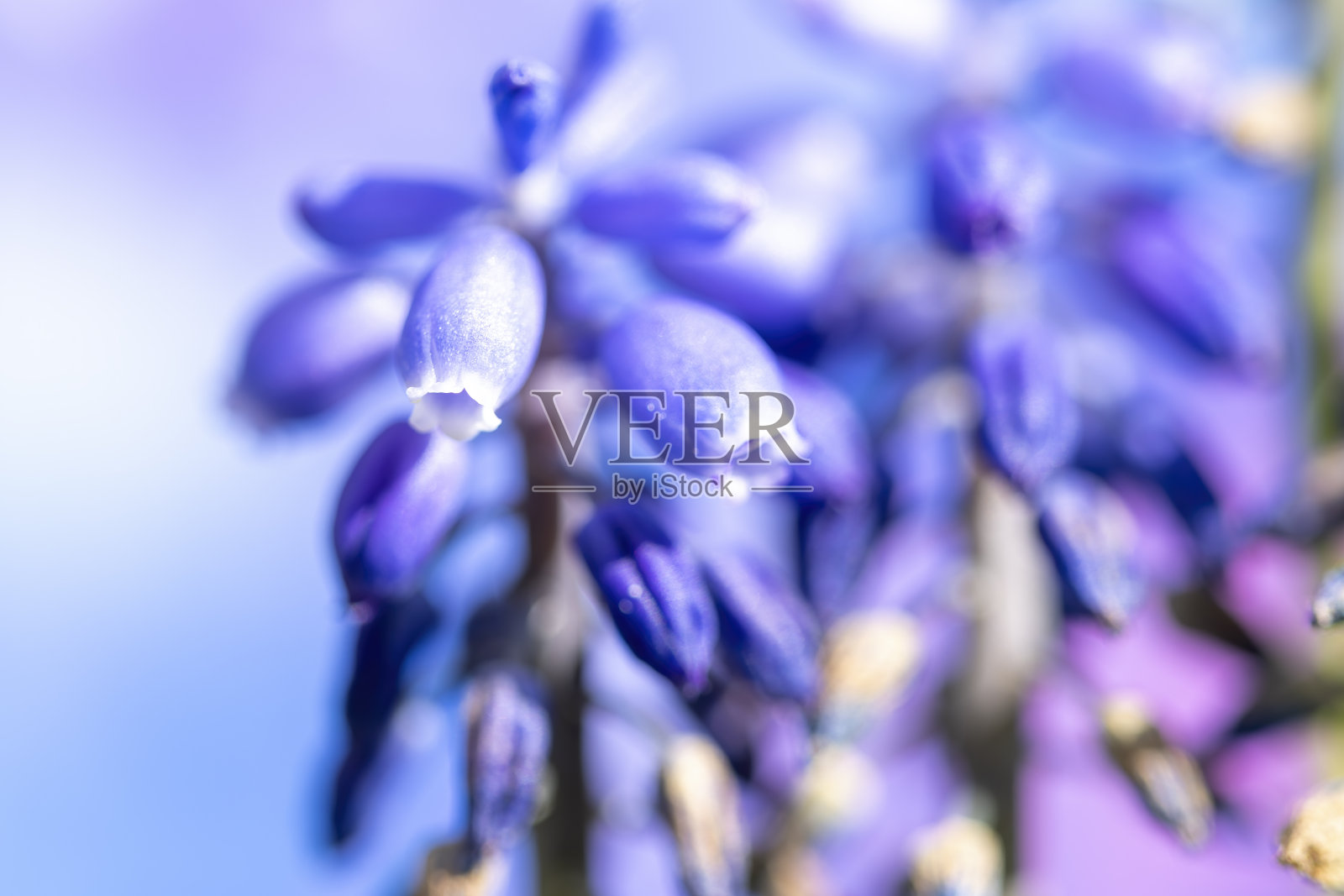 微距摄影风信子花与模糊的背景。照片摄影图片