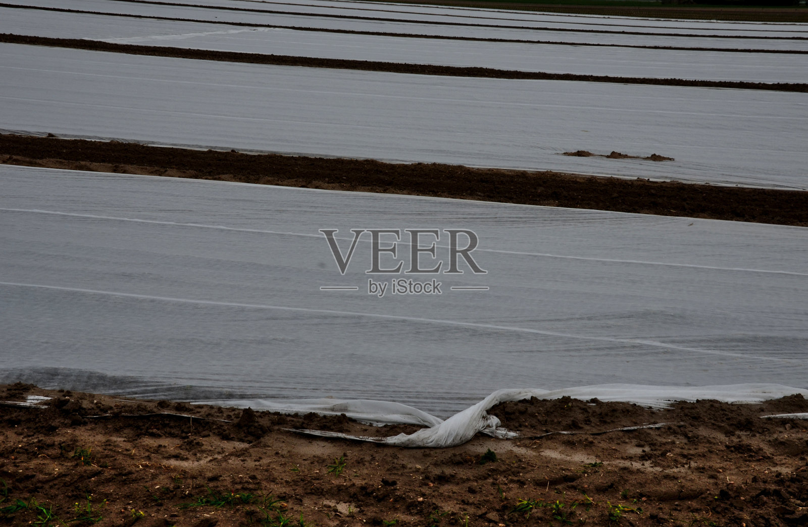 农民保护种植的蔬菜和土豆免受春季霜冻照片摄影图片