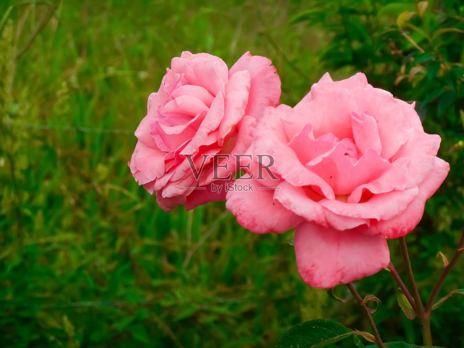 玫瑰照片摄影图片