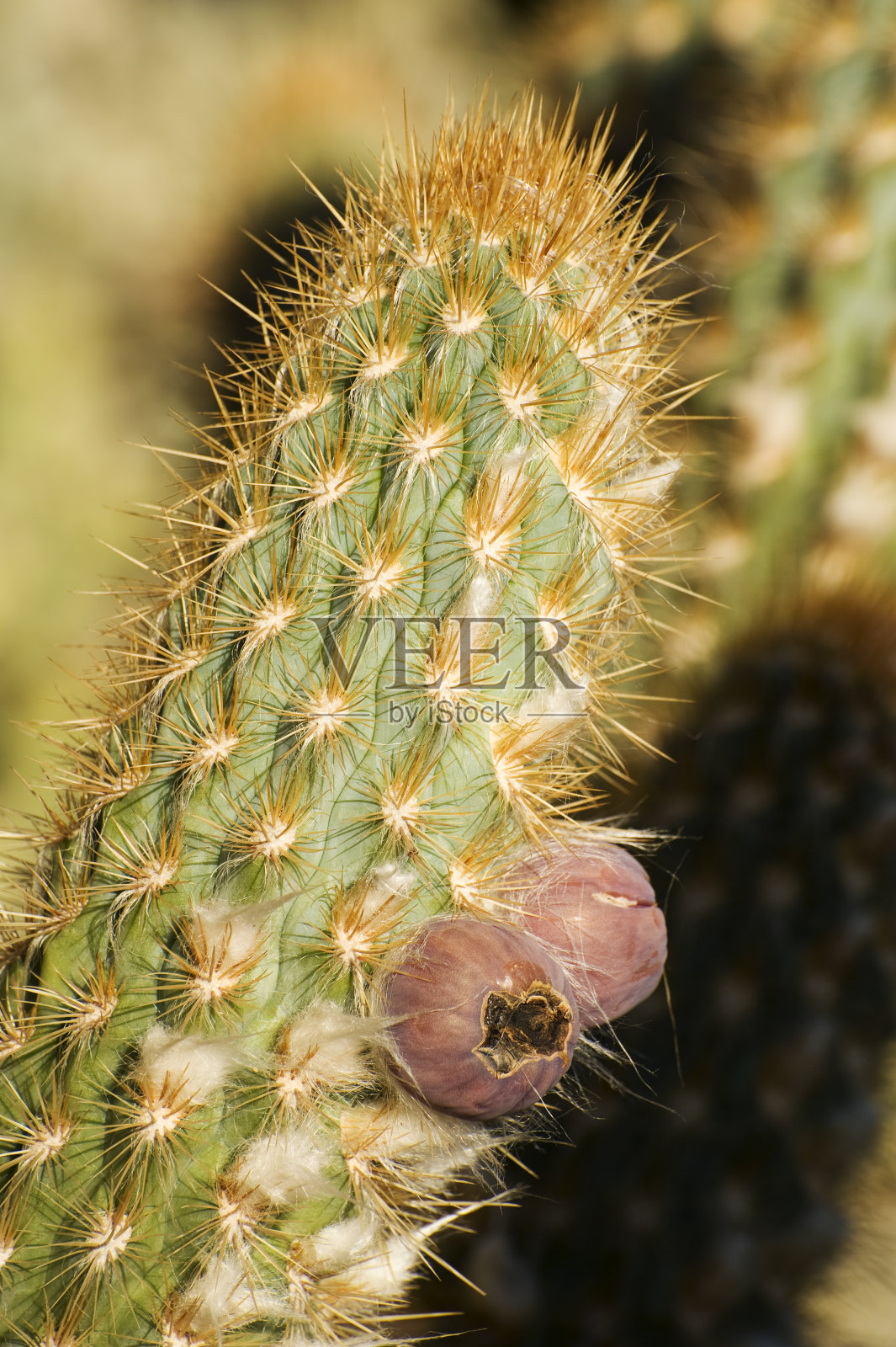 巴伊亚沙漠的仙人掌照片摄影图片