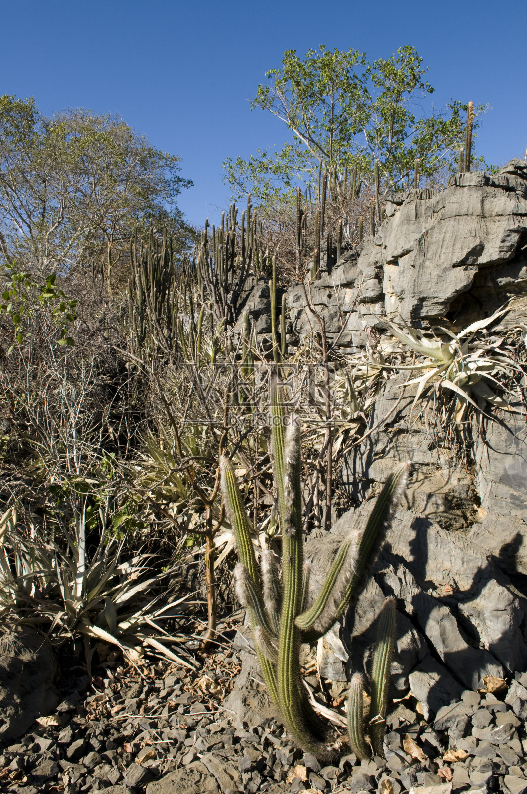 巴伊亚沙漠的仙人掌照片摄影图片