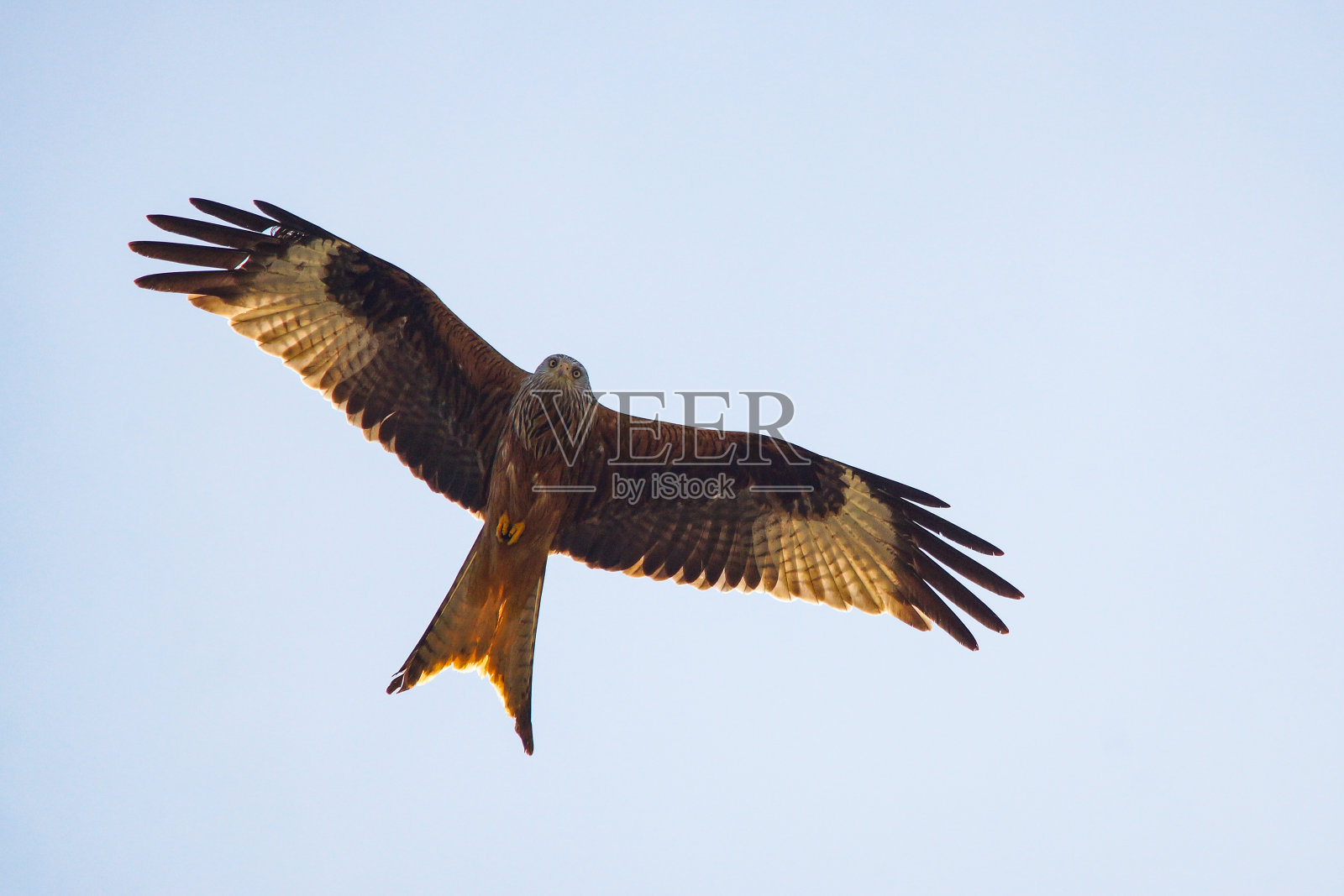 天空中的猛禽照片摄影图片