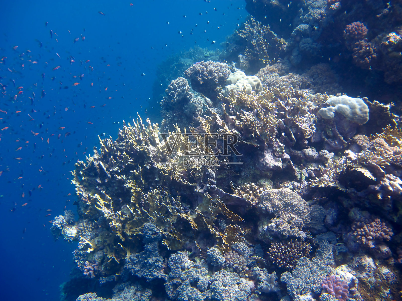 在埃及潜水照片摄影图片