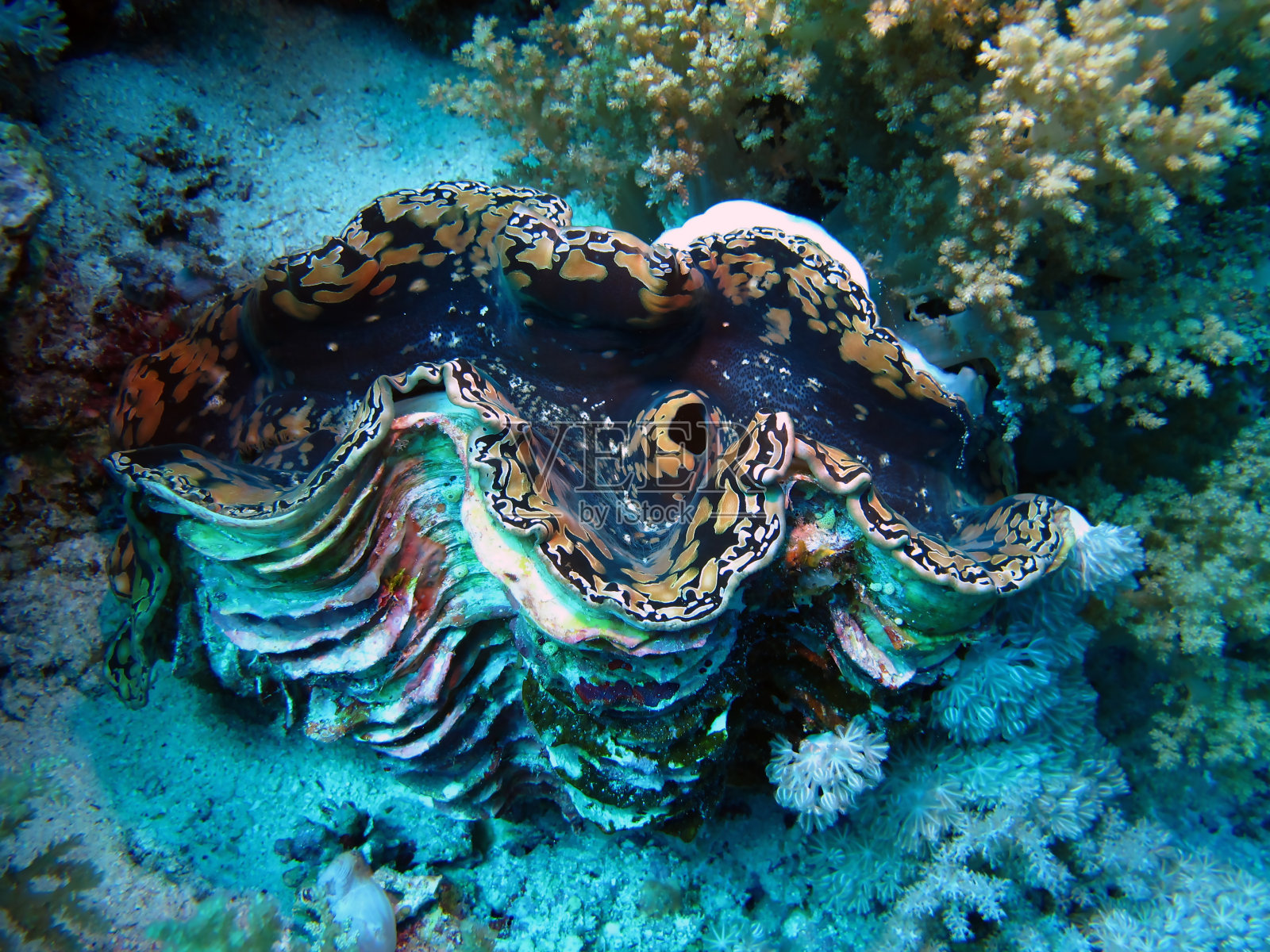 在埃及潜水照片摄影图片