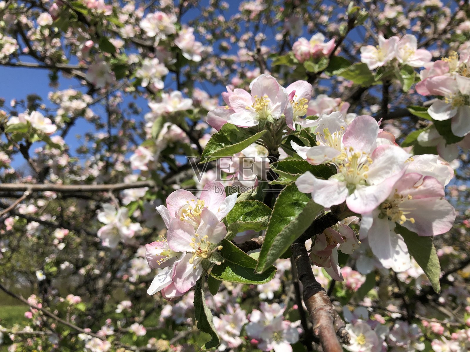 春天的苹果树照片摄影图片