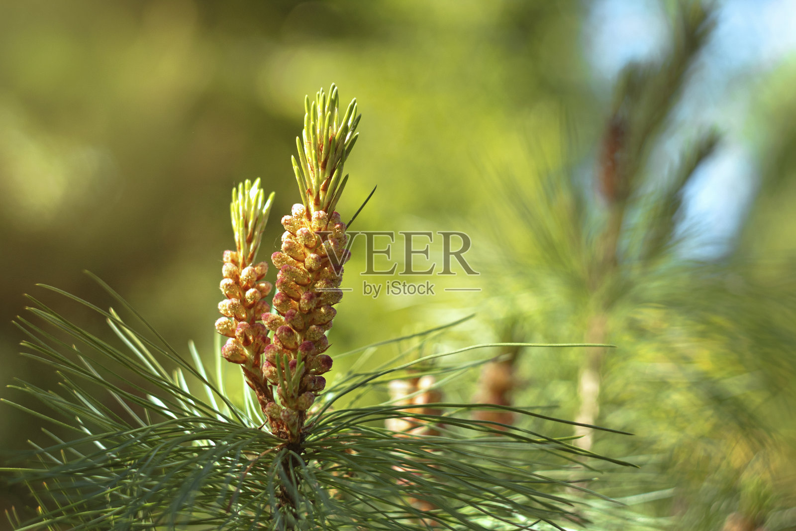 早春松的嫩芽和嫩芽。特写镜头。背景照片摄影图片