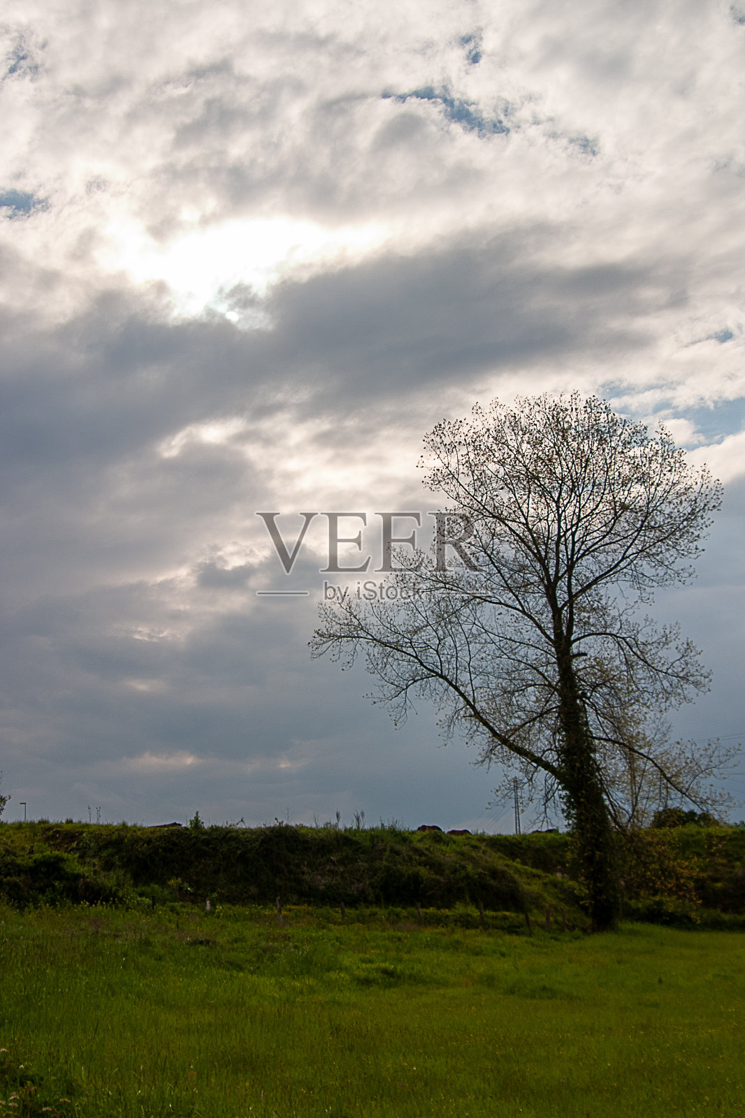 阴天寂寞的树照片摄影图片
