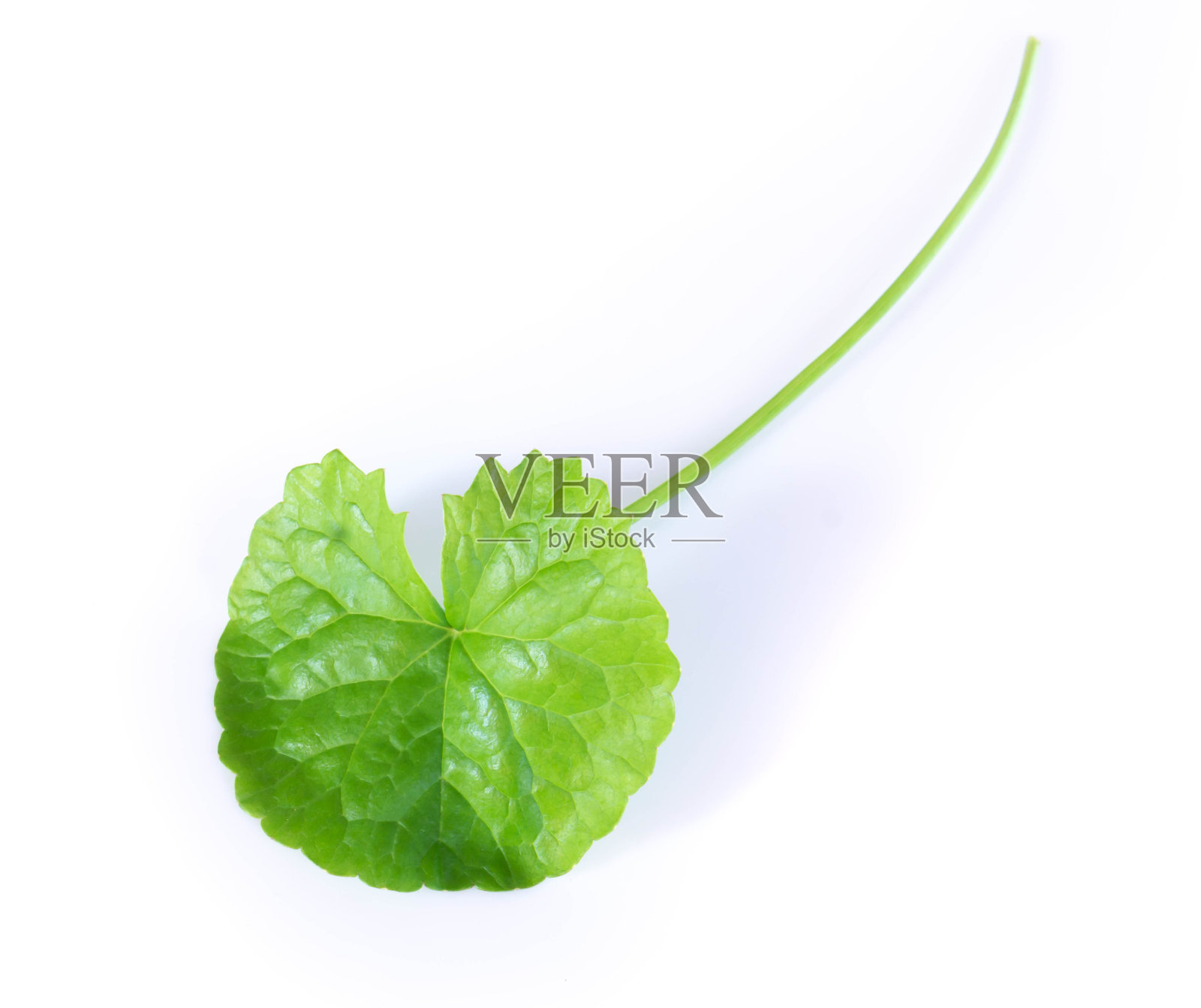 特写叶的哥图科拉，亚洲一分钱草，印度一分钱草的白色背景，草本和医学概念，选择性的焦点照片摄影图片