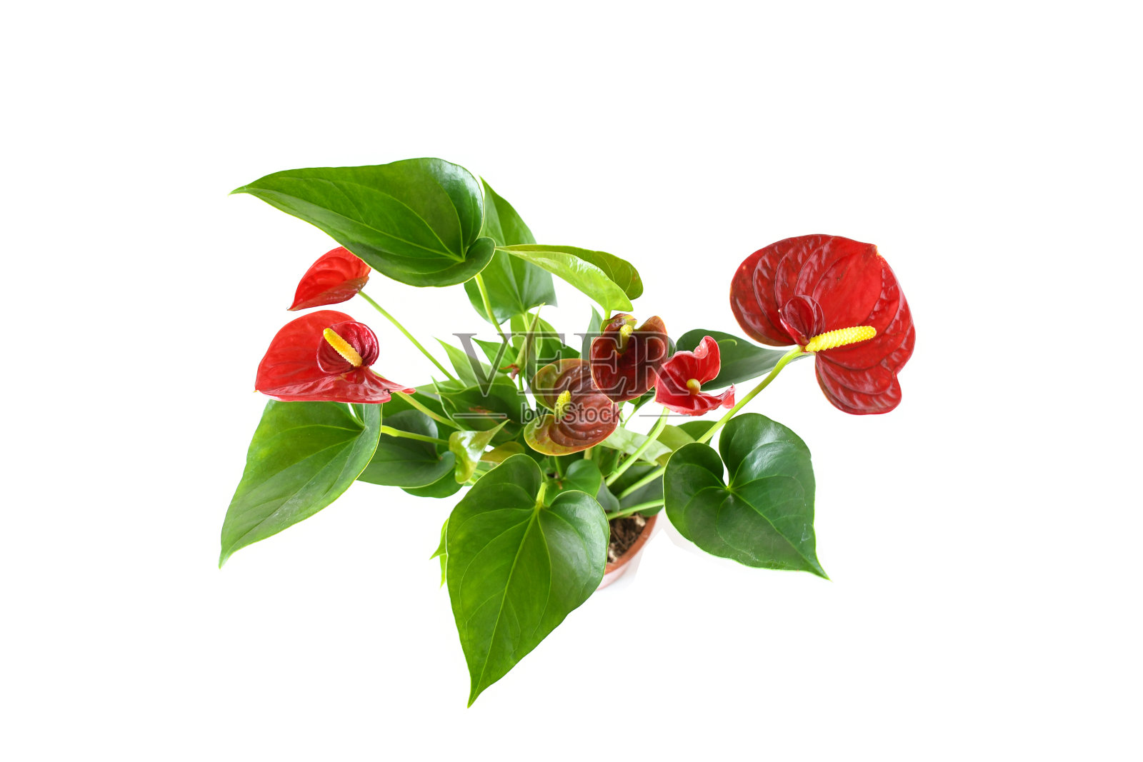 美丽的鲜红红掌，红色的spathe和心形的绿叶，火烈鸟花或尾花，画家的调色板和蕾丝叶盛开和生长在粉红色的花盆白色的背景。照片摄影图片