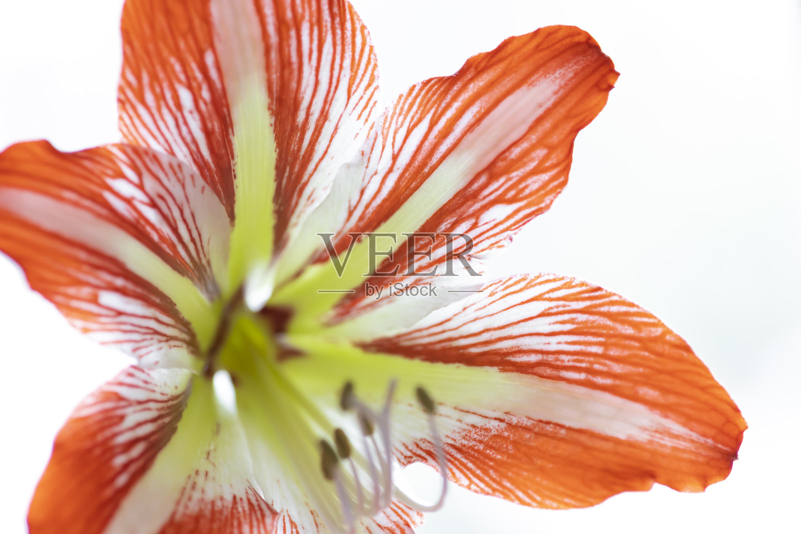 红色和白色的孤挺花的特写照片摄影图片