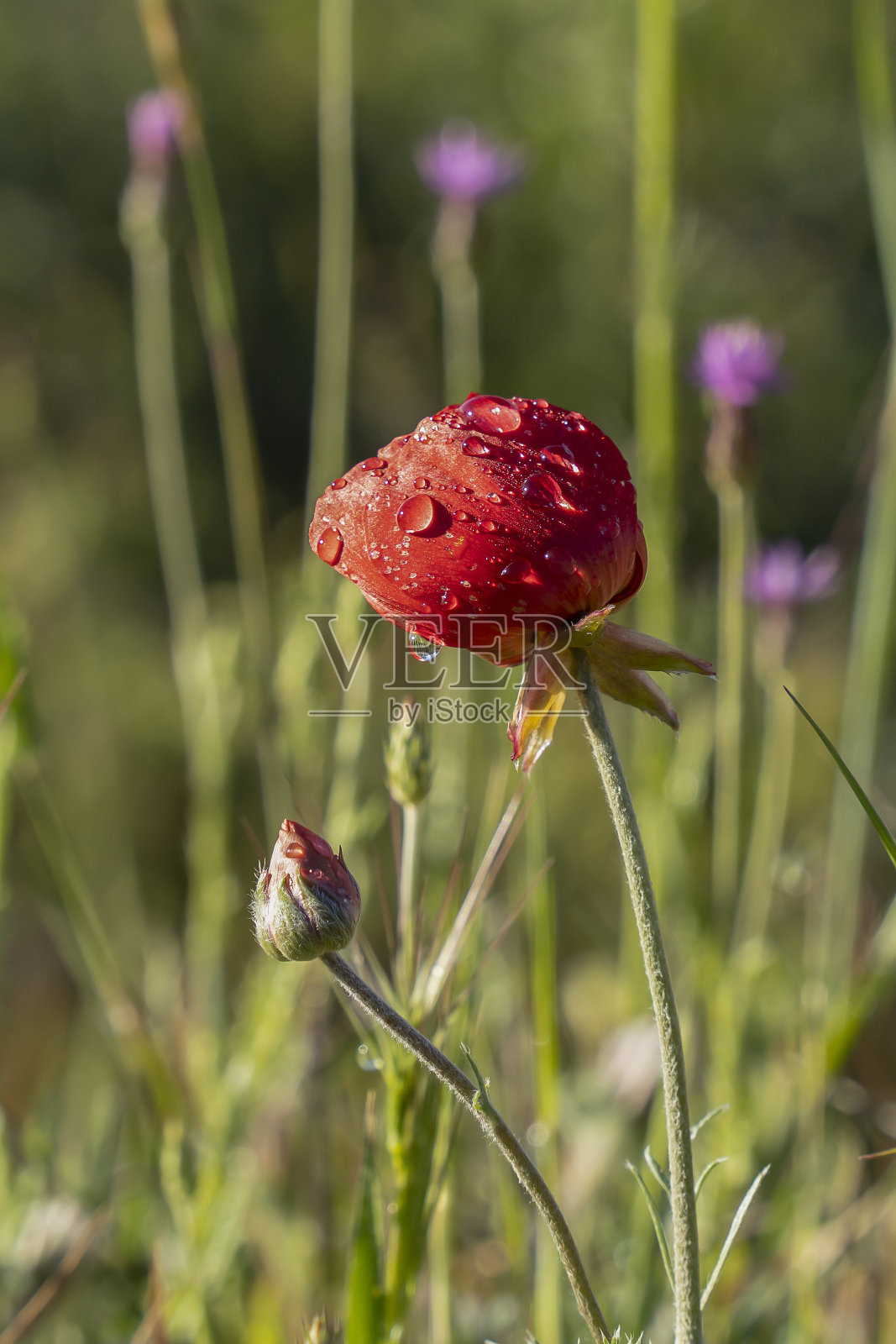 红色毛茛花照片摄影图片