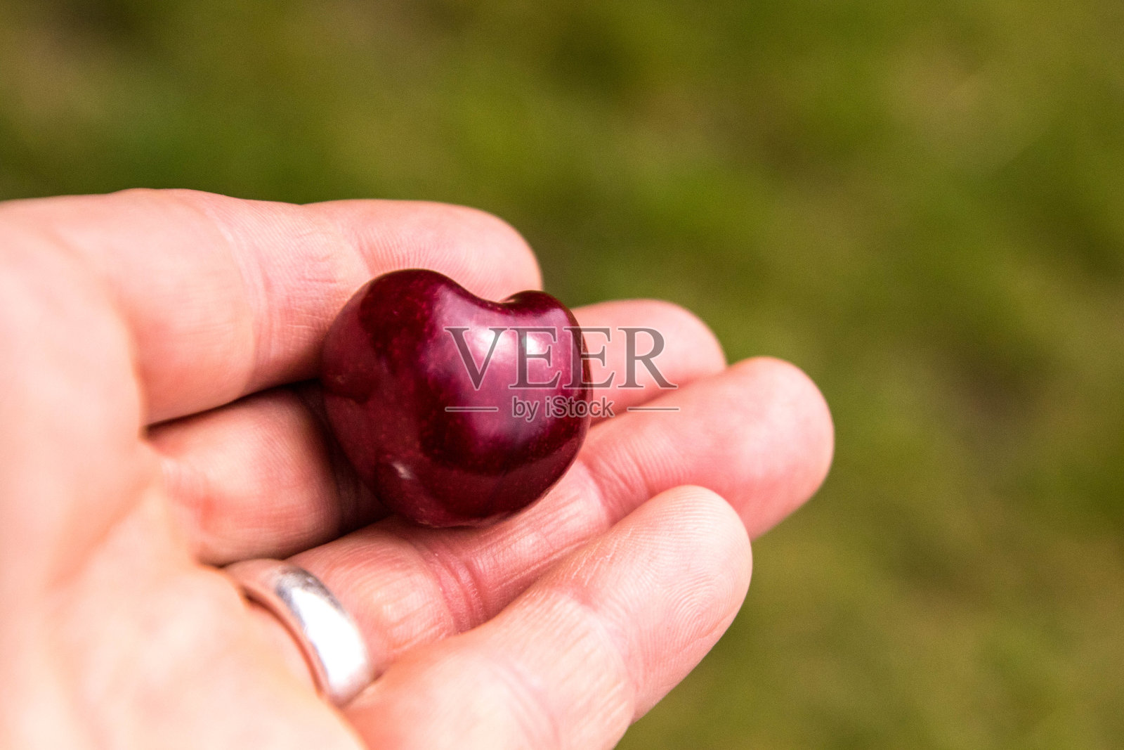 刚种植的樱桃照片摄影图片