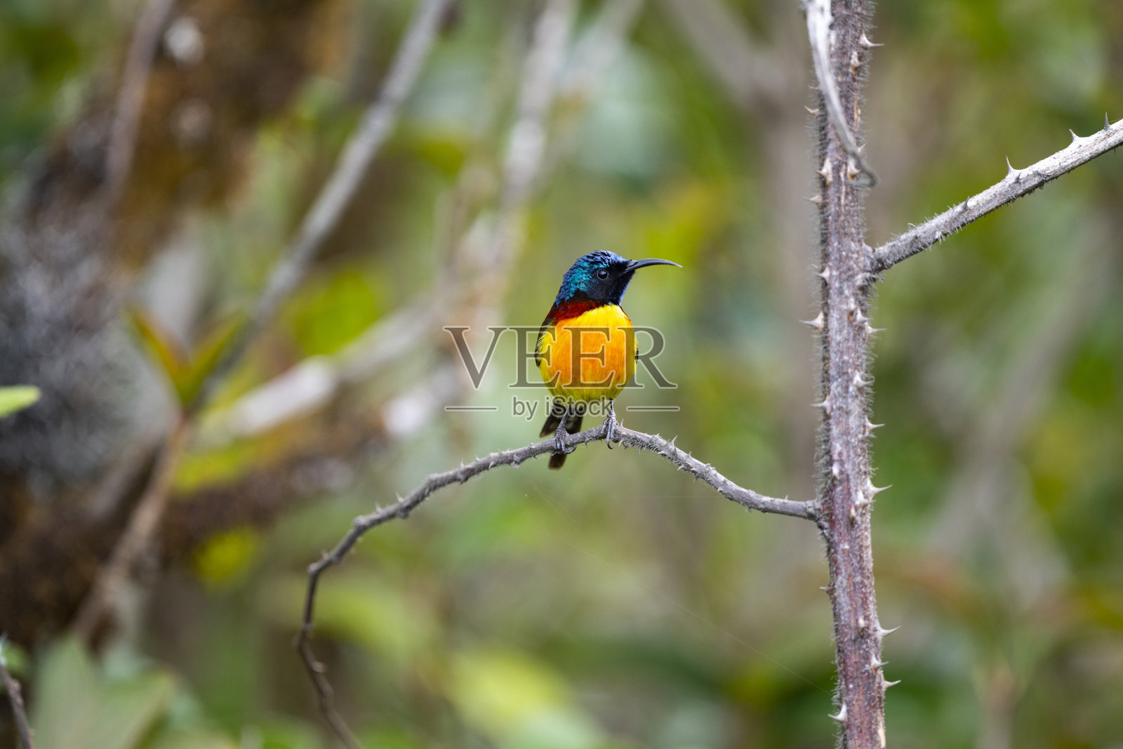 绿尾太阳鸟照片摄影图片