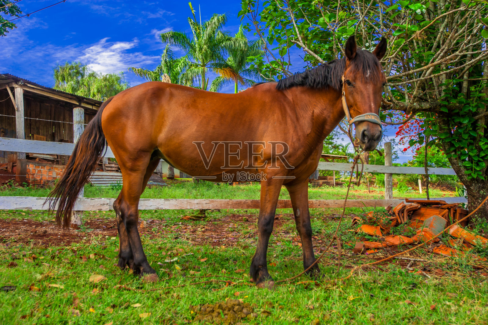 马。动物、自然和兽医。照片摄影图片