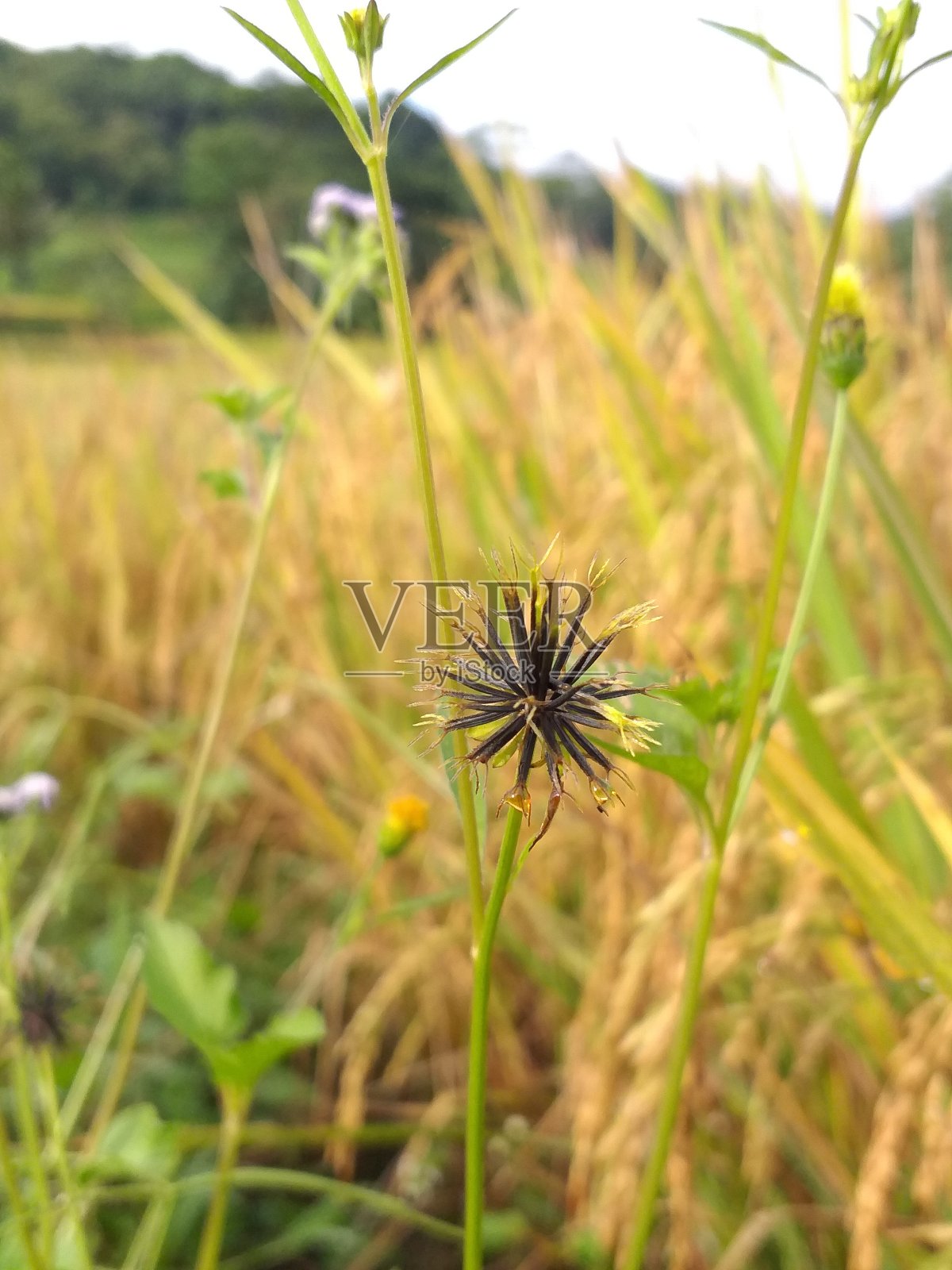 这是鲜花在稻田里生长的照片照片摄影图片