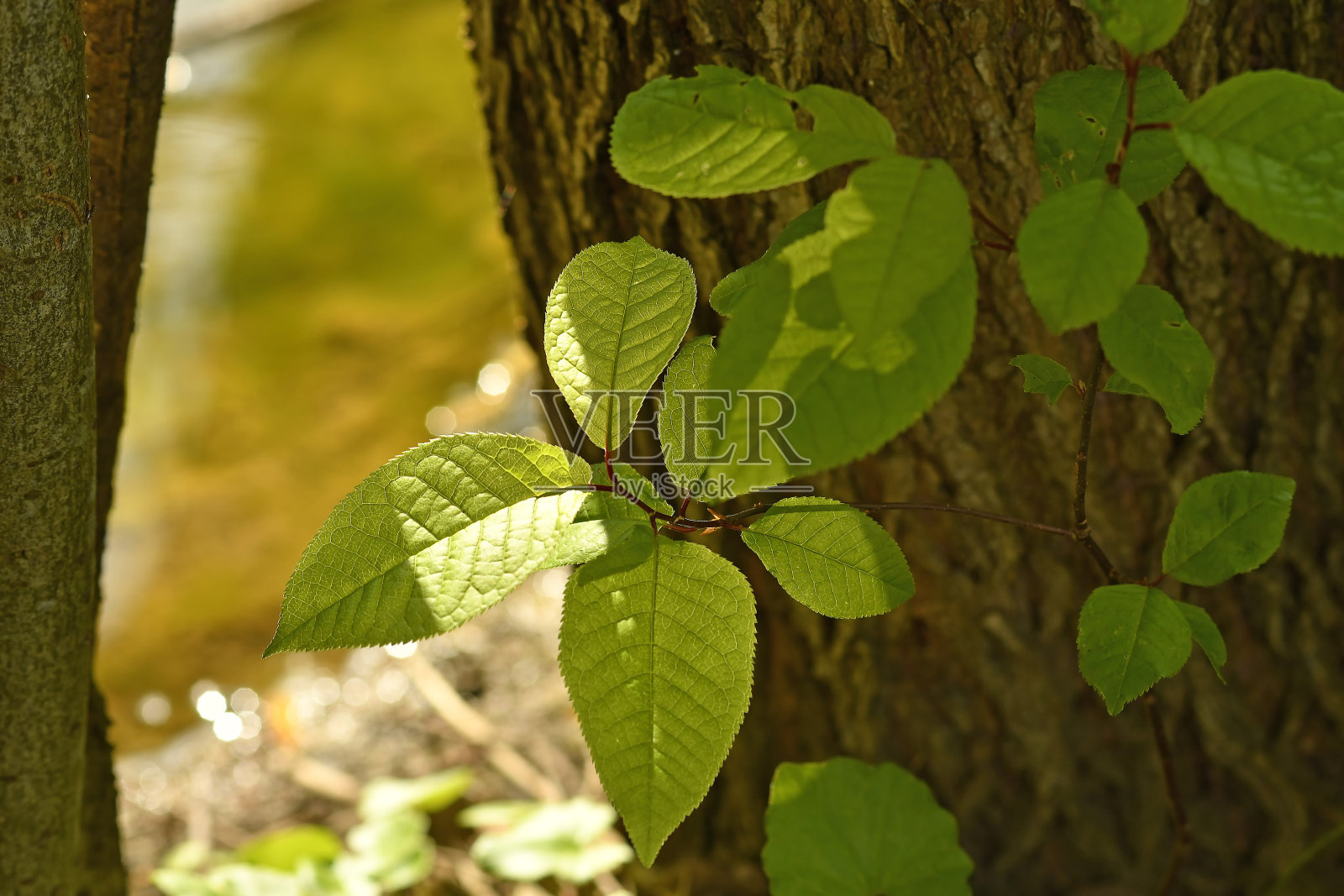 春天的嫩绿叶子在背光下照片摄影图片