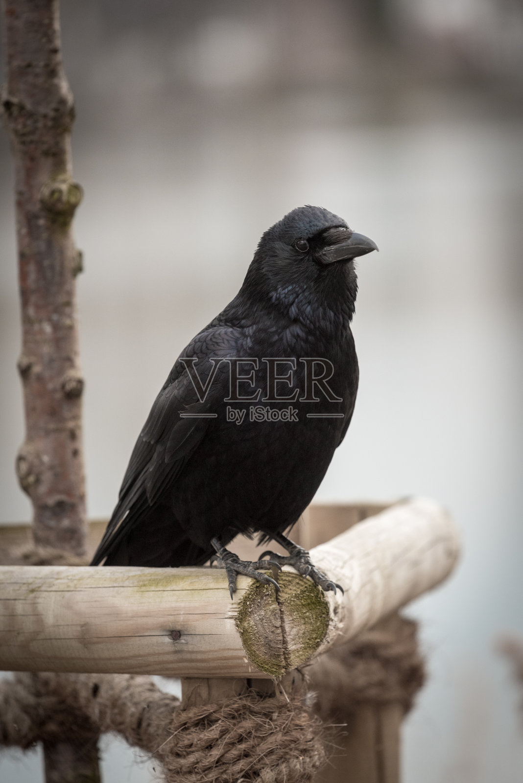 乌鸦照片摄影图片
