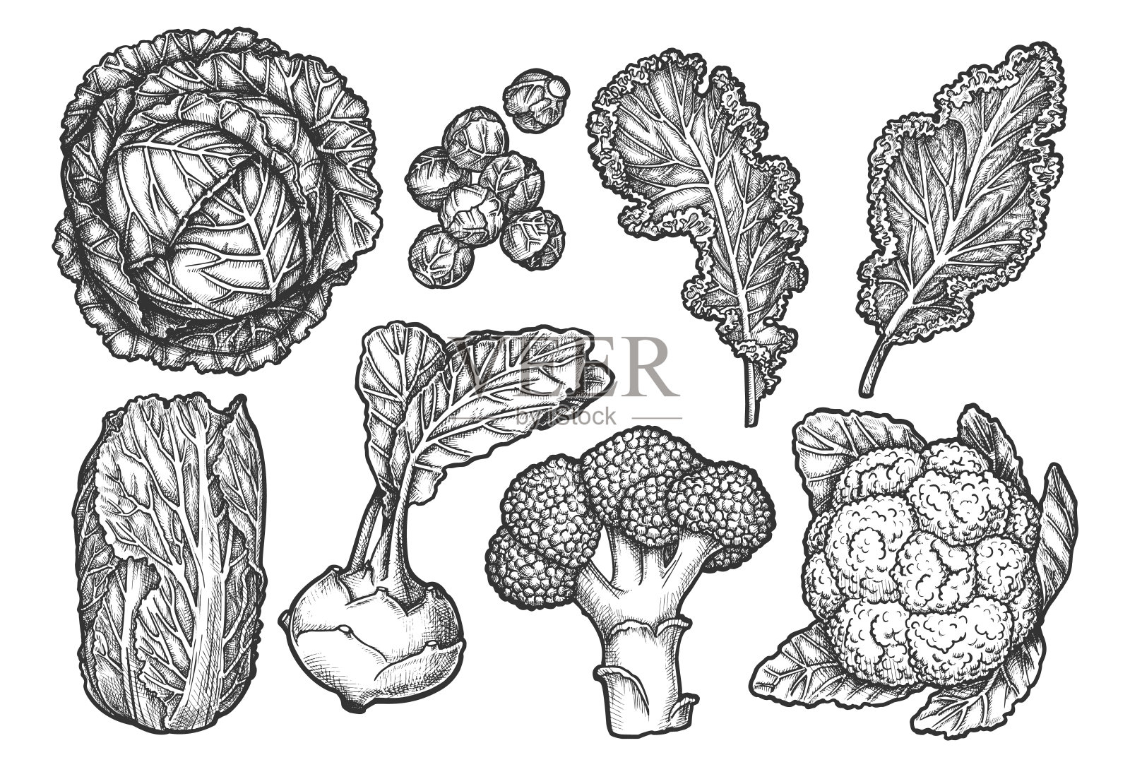一组孤立的卷心菜类型的草图插画图片素材