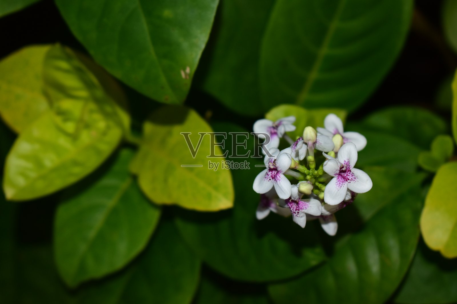 白色的假菊花，绿叶环绕照片摄影图片