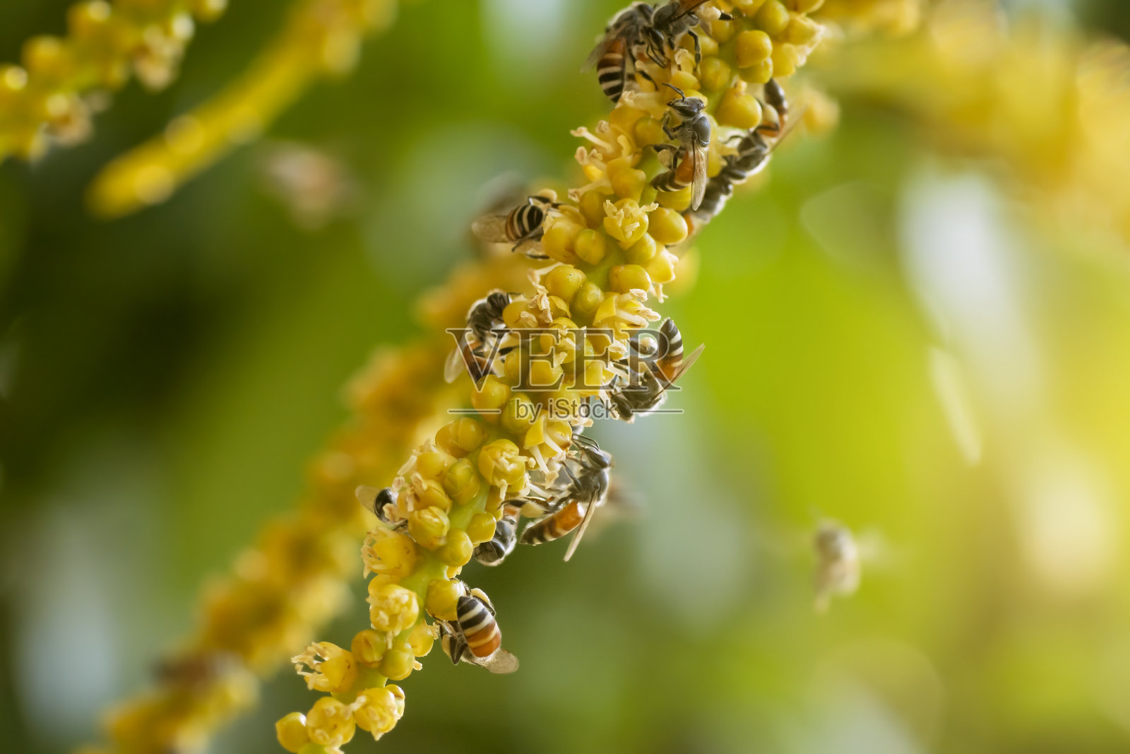 蜜蜂正在吃棕榈花的花蜜。照片摄影图片