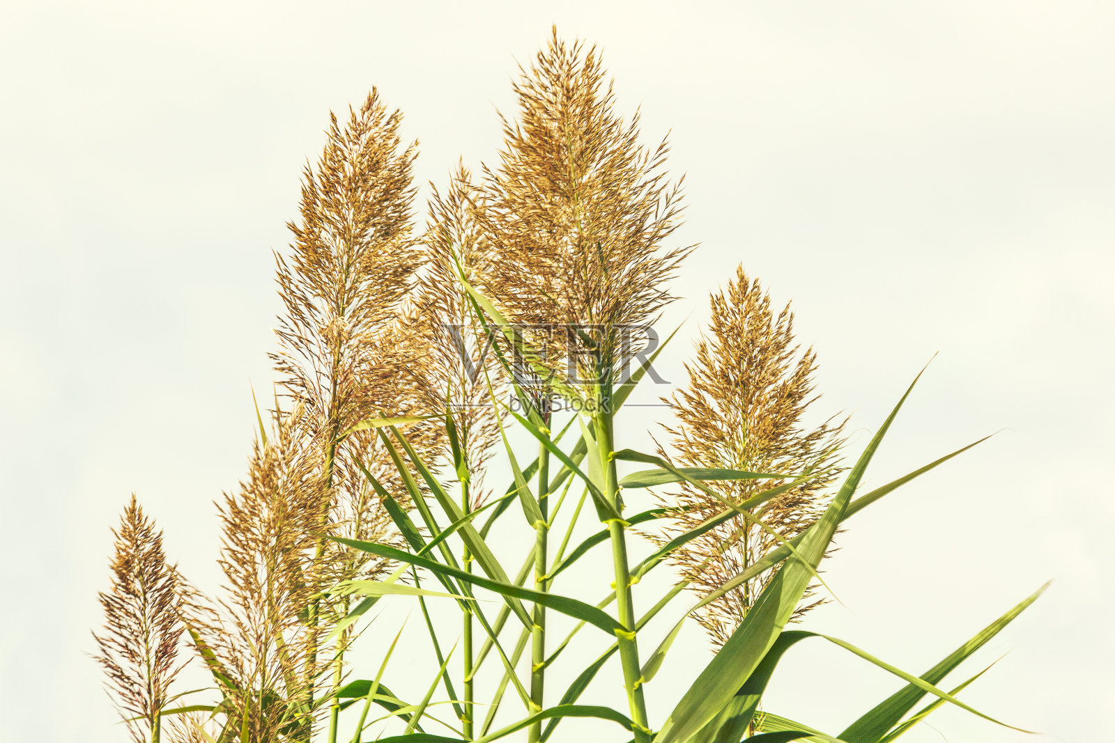芦苇(阿多纳克斯)照片摄影图片