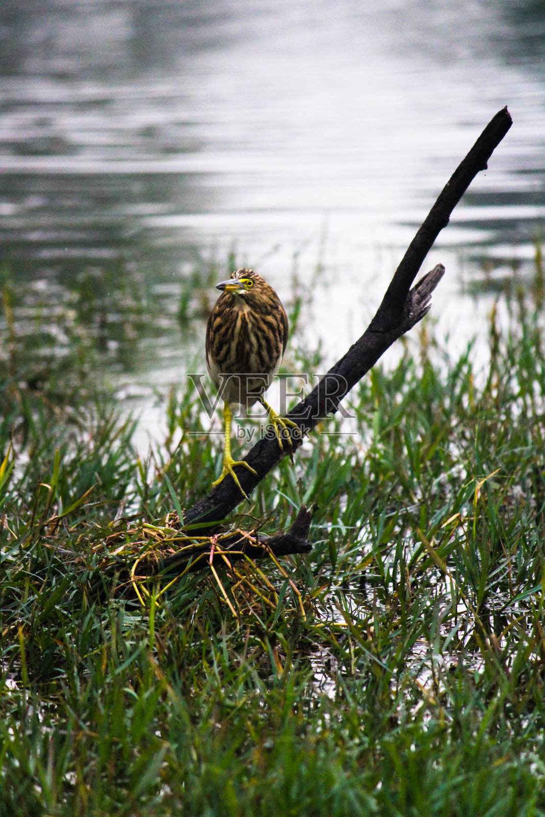 印度池塘鹭照片摄影图片
