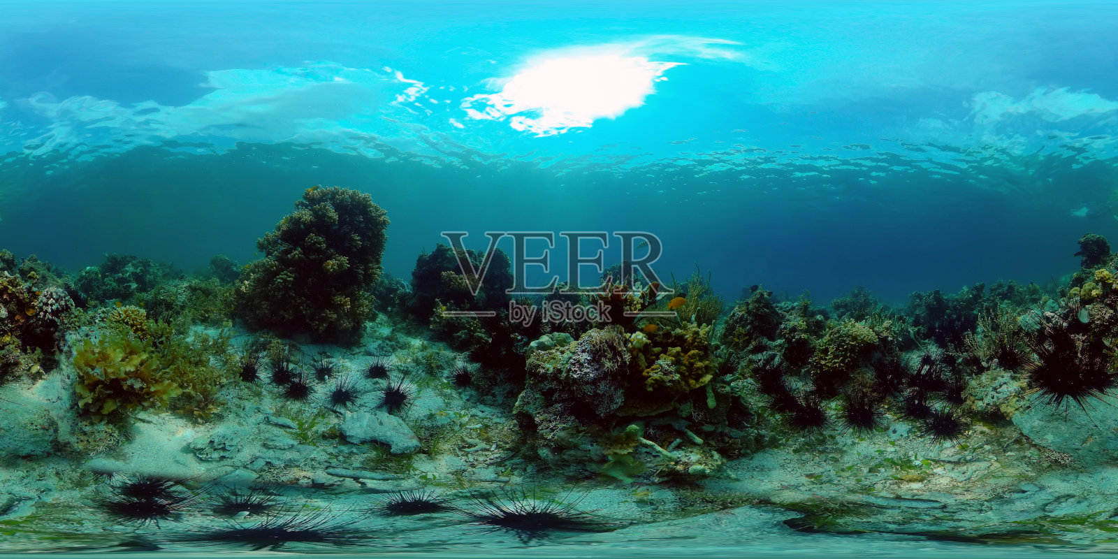 珊瑚礁的水下世界。菲律宾。虚拟现实360照片摄影图片