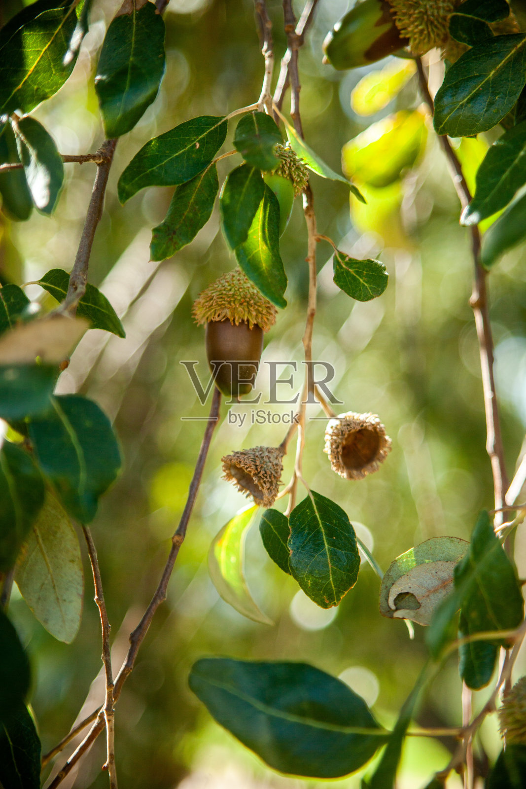 橡子照片摄影图片