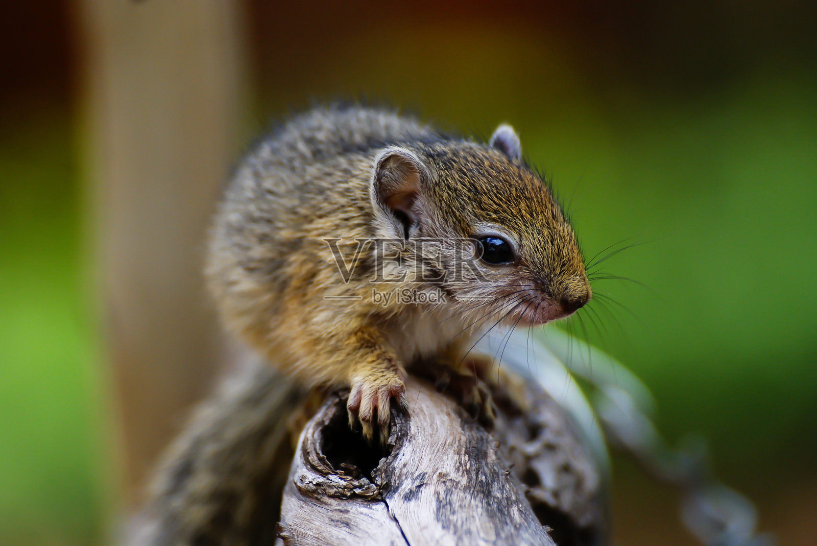 这是南非一只小树松鼠的全身特写。照片摄影图片