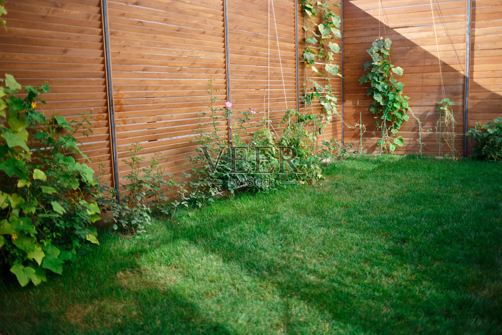 在房子的后院。绿色草坪和床照片摄影图片