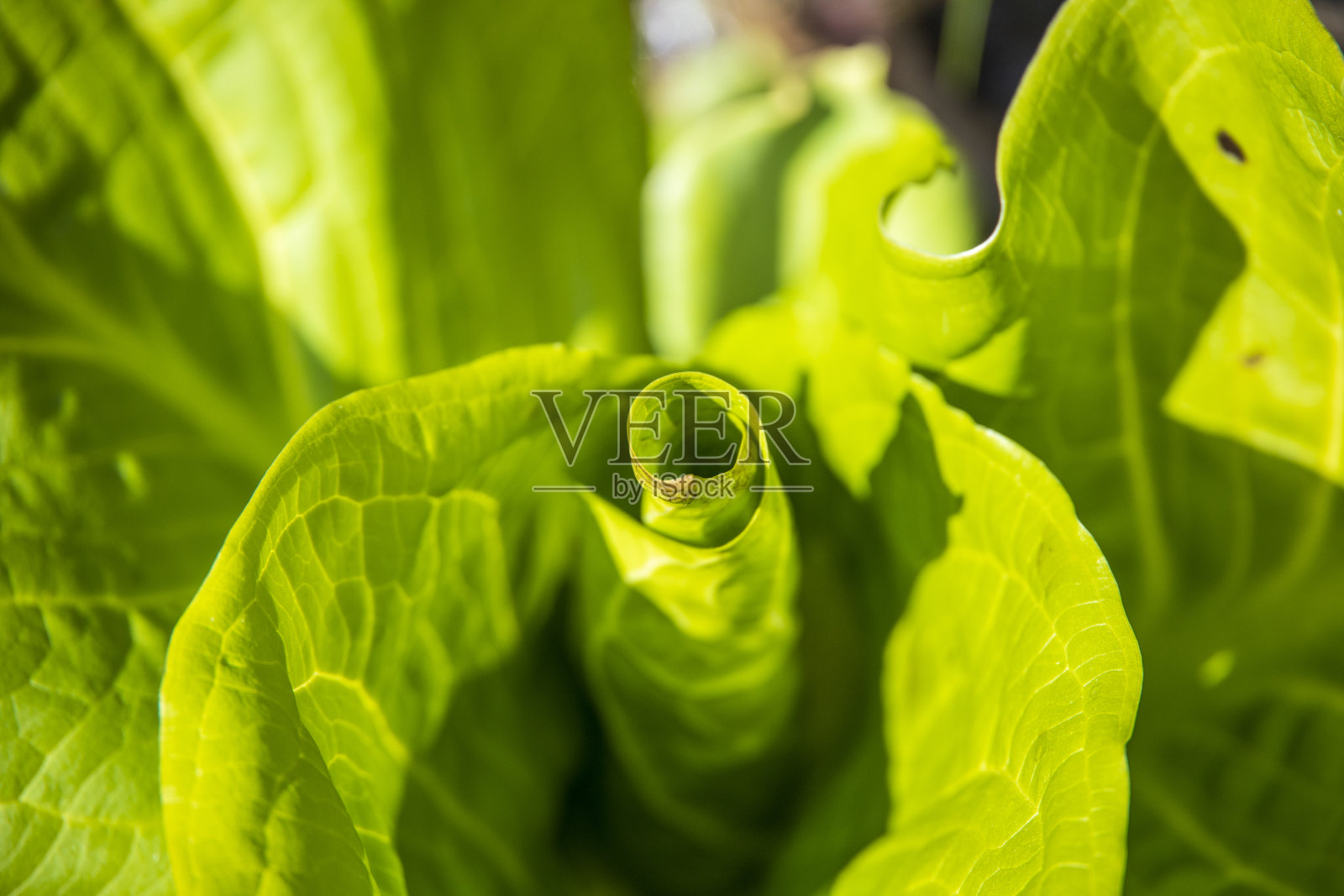 在树林中间的沼泽地里种着绿色植物照片摄影图片