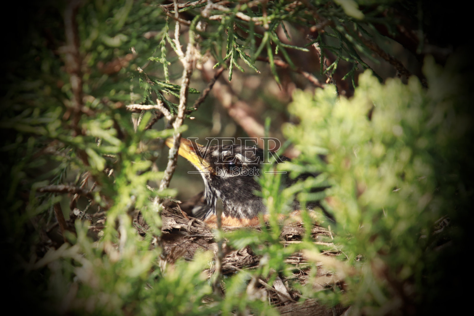罗宾在鸟巢照片摄影图片