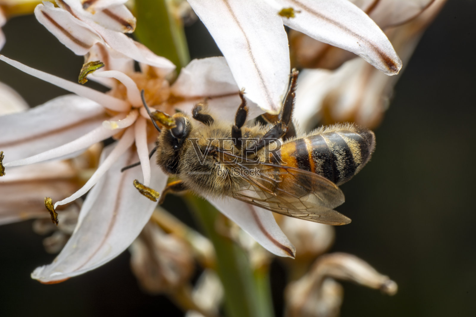 近距离观察美丽的蜜蜂宏在绿色的自然花朵上照片摄影图片