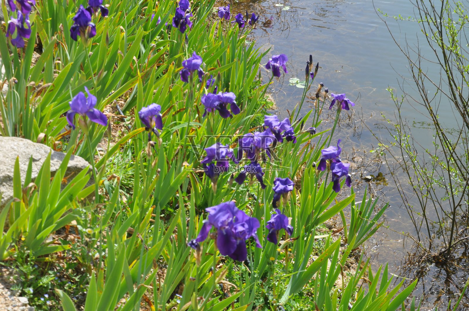 湖中的花照片摄影图片