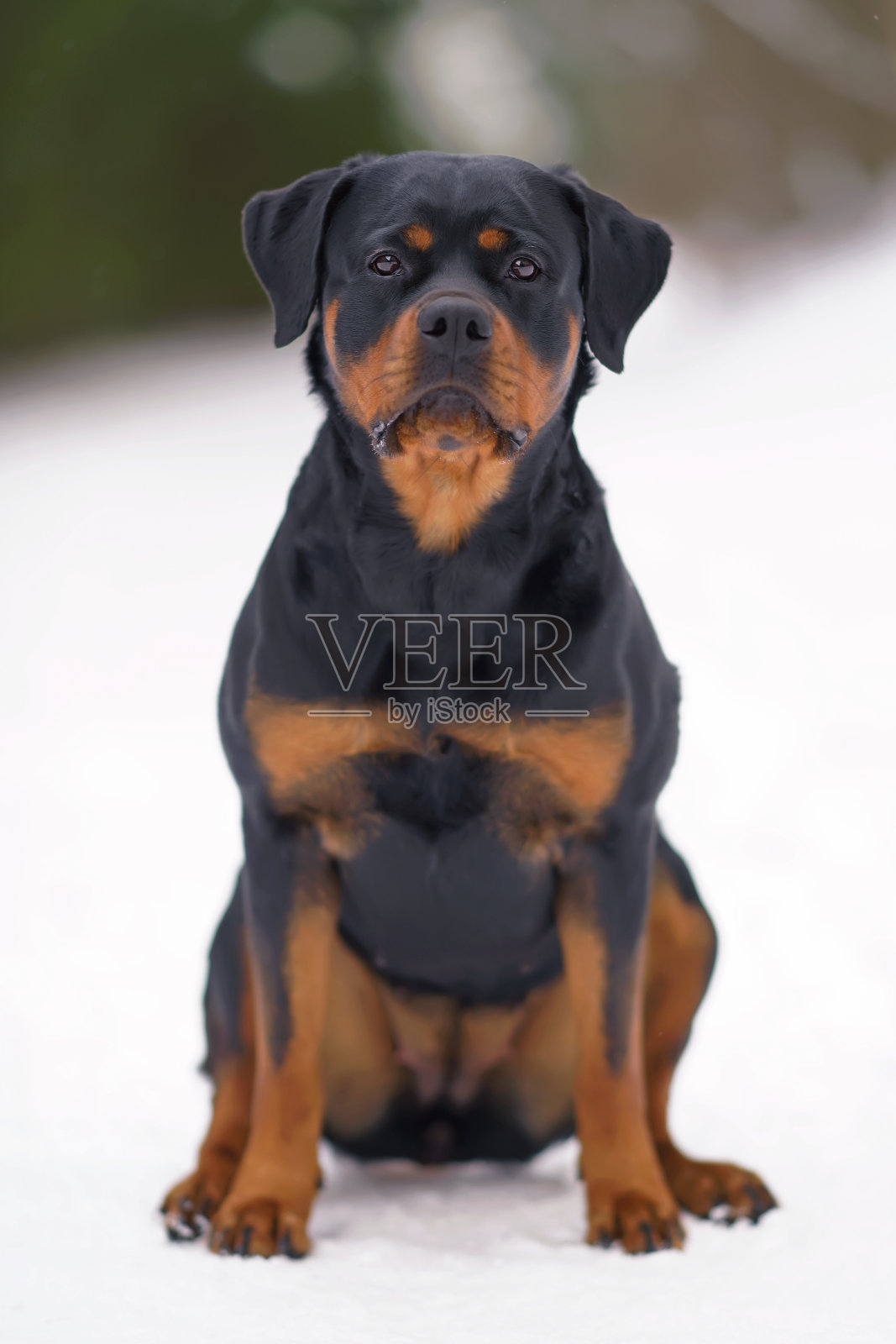 听话的黑棕相间的罗威纳犬，冬天在户外坐在雪地上摆姿势照片摄影图片