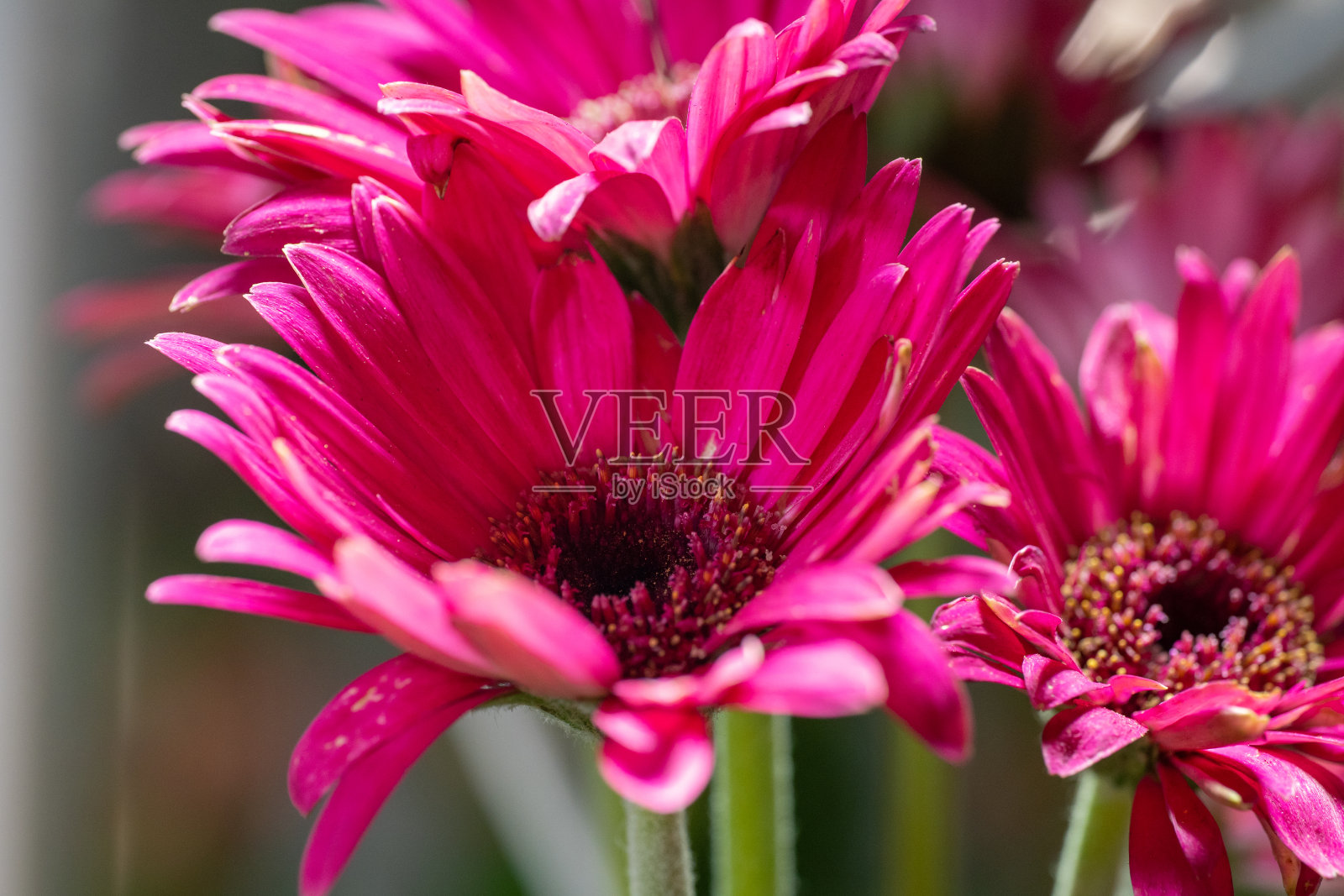 花园里亮粉色的非洲菊(非洲菊)也叫Barberton雏菊，德兰士瓦雏菊，和作为Barbertonse madeliefie。照片摄影图片