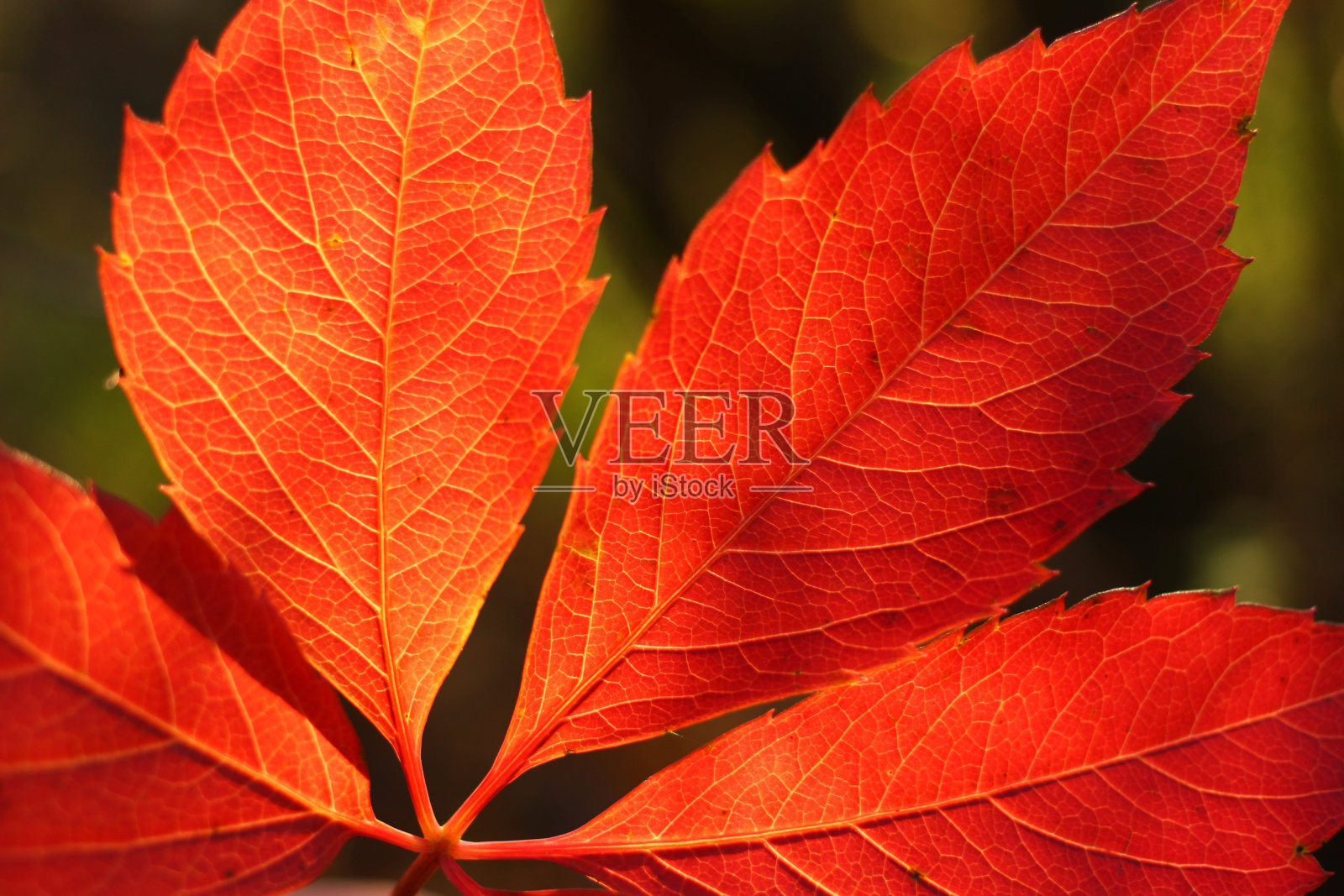 美丽的红叶特写在秋天照片摄影图片