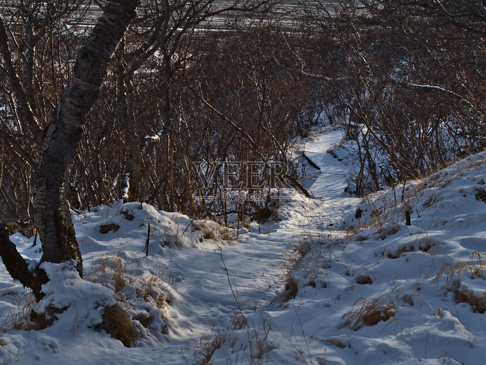 在冰岛南部的Skaftafell国家公园，一条被雪覆盖的狭窄的徒步小径，穿过白桦林和光秃秃的树木，在冬季，还有木制的人行桥。照片摄影图片